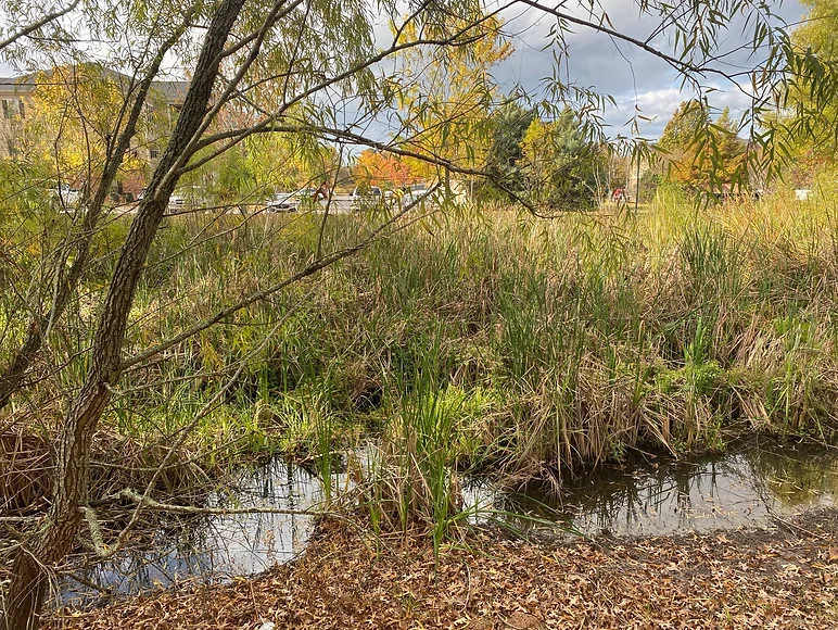 Pond Maintenance