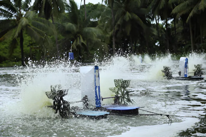 How Proper Aeration Supports Fish and Aquatic Life Health Youngsville, LA