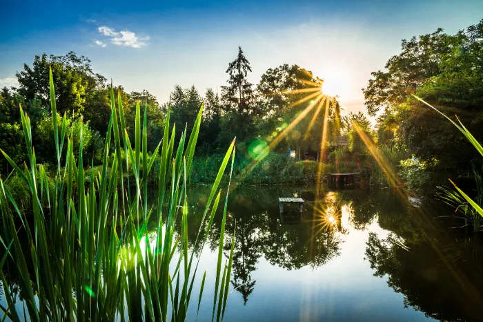 How a Ponds Contractor Restores Balance in Overgrown Ponds Youngsville, LA How a Ponds Contractor Restores Balance in Overgrown Ponds Youngsville, LA