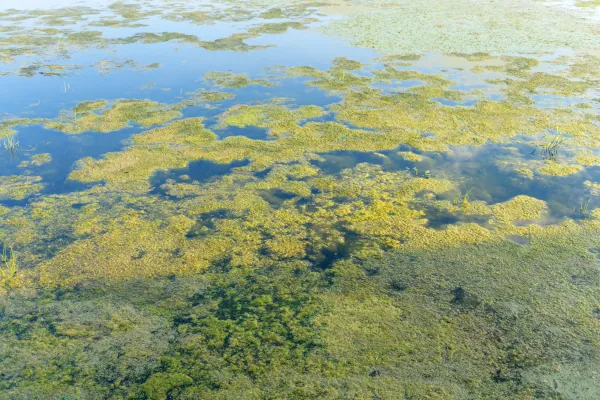 Pond Algae Control
