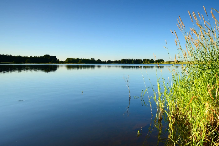 Preventing Algae Growth Through Proactive Pond Management Youngsville, LA Preventing Algae Growth Through Proactive Pond Management Youngsville, LA