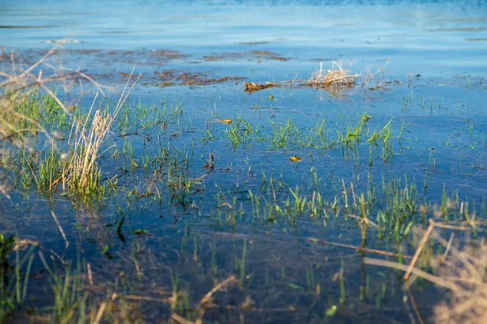 Signs Your Pond Needs a Contractor for Deep Cleaning Youngsville, LA Signs Your Pond Needs a Contractor for Deep Cleaning Youngsville, LA