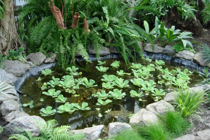 The Role of a Ponds Contractor in Effective Algae Control Youngsville, LA